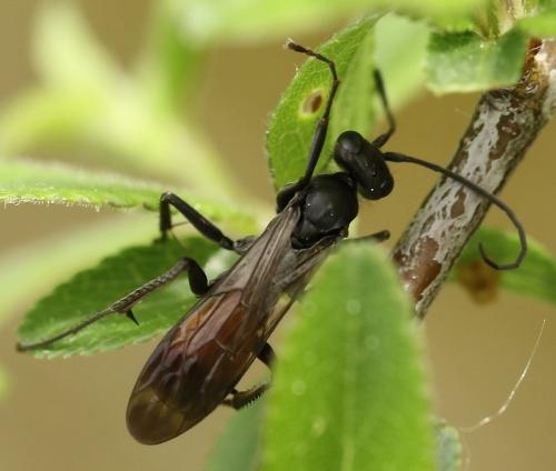 Priocnemis sp.